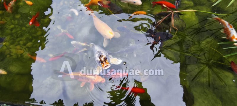 Estanque de la Cartuja de Miraflores - Burgos