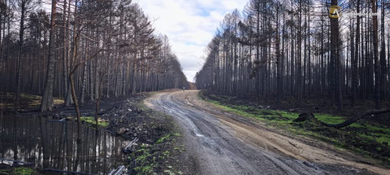 Pinares calcinados en Guado - Palencia