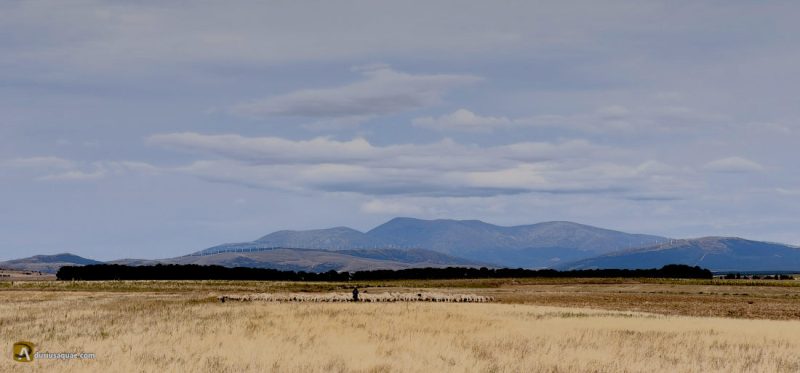 Campo de Gómara, el Moncayo al fondo